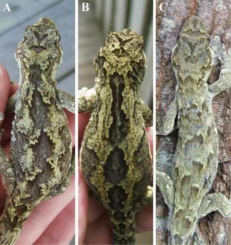 Figure 2 Evidence of variation in dorsal patterns in Mokopirirakau ‘Southern North Island’ geckos. Dark blotches on the backs of geckos A and B are distinctly different. The dark marking at the base of the V-shape on top of the head vary, it is a diamond shape on gecko A and an oval shape on gecko C.