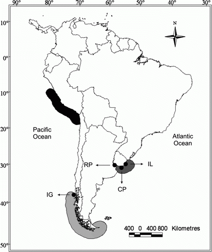 Figure 1  Distribution of South American fur seal (Arctocephalus australis) breeding activity and location of colonies sampled. Coloured areas correspond to the different breeding clumps: dark grey, Uruguay; light grey, southern Chile–Isla de los Estados; black, northern Chile–central Peru. CP (Cabo Polonio), IL (Isla de Lobos), RP (Rio de la Plata), IG (Isla Guafo).