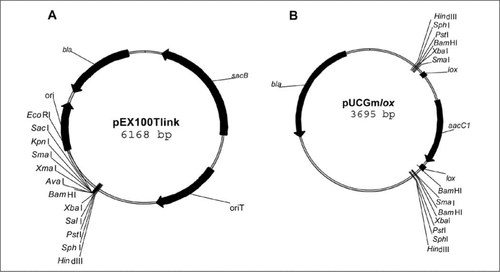 Figure 1. Plasmid maps.(A) Plasmid map of the allelic exchange vector pEX100Tlink. pEX100Tlink is derived from the pEX100T suicide vector (GenBank accession no. U17500) with the addition of a multicloning site (MCS). Antibiotic resistance is encoded by bla (ampicillin). The sacB gene confers sucrose sensitivity on the Pseudomonas aeruginosa strain when grown on LB medium supplemented with 5% sucrose. oriT is the origin of transfer for conjugation-mediating transfer, and ori is the pMB1-based origin of replication (Citation5). (B) Plasmid map of the pUCGmlox vector. pUCGmlox is derived from pUCGm (GenBank accession no. U04610). Antibiotic resistances are encoded by bla (ampicillin) and by aacC1 (gentamicin). The aacC1 gene, flanked by the lox sequences, was amplified from pCM351 (GenBank accession no. AY093430). The entire aacC1lox sequence is flanked by a palindromic MCS.