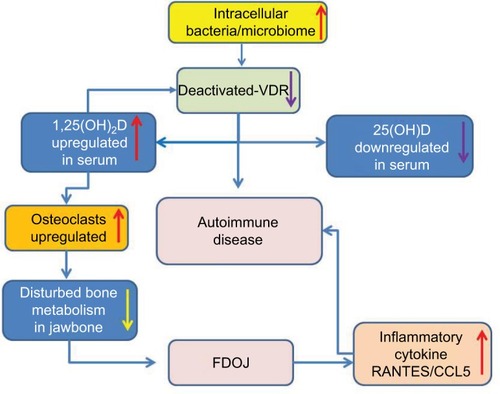 Figure 8 Interconnection between deactivated VDR, autoimmune and systemic diseases, disturbed bone metabolism and fatty-degenerative osteolysis of the jawbone with an immunological amplification loop.