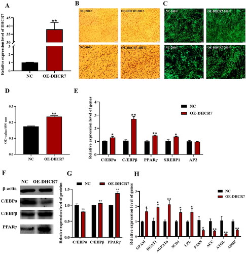 Figure 5. The effect of DHCR7 overexpression on goat intramuscular adipocyte differentiation. (A) The overexpression efficiency of DHCR7 in goat intramuscular preadipocytes in NC and OE-DHCR7 groups 48 h post transfection (n = 6), UXT was the internal reference gene to normalize the expression levels. (B) Representative images (200×; scale bar = 50 μm; 400×; scale bar = 20 μm) of oil red O staining of goat subcutaneous preadipocytes. (C) Representative images (100×; scale bar = 100 μm; 200×; scale bar = 50 μm) of mature adipocytes stained with Bodipy. (D) Semi-quantitative assessment of oil red O content absorbance detection at 490 nm in NC and OE-DHCR7 groups 48 h post transfection (n = 6). (E) The mRNA level of the adipocyte differentiation marker genes in NC and OE-DHCR7 groups 48 h post transfection (n = 6), UXT was the internal reference gene to normalize the expression levels. (F) Protein expression of C/EBPα, C/EBPβ and PPARγ in NC and OE-DHCR7 groups 48 h post transfection. β-actin: internal reference gene. (G) Protein expression relative to β-actin was assessed by densitometric analysis. (H) Triglyceride metabolism enzymes in the NC and OE-DHCR7 groups 48 h post transfection (n = 6), UXT was the internal reference gene to normalize the expression levels. Data were shown as means ± SEM. *Indicates p values <0.05, **indicates p values <0.01.