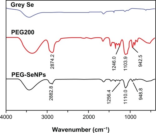 Figure 2 FTIR spectra of PEG-SeNPs.Abbreviations: Se, Selenium; PEG-SeNPs, polyethylene-glycol-nanolized selenium nanoparticles; FTIR, Fourier transform infrared.