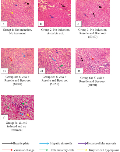 Figure 6. Representative Plates A – G1: Liver histology showing hepatoprotective activities of the methanolic extracts of Roselle and beetroot against E. coli-induced rats as observed in magnification (×400).