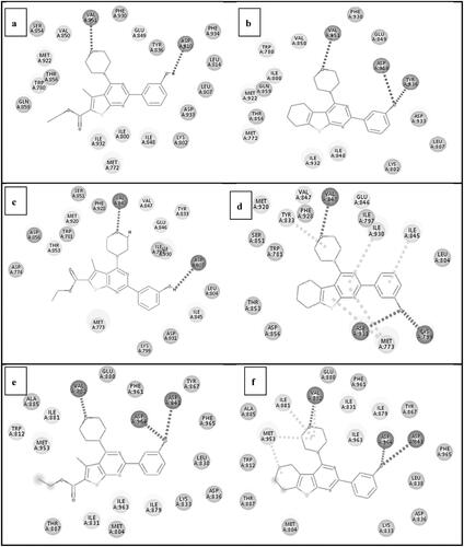 Figure 14. (a) Docking pose of compound (IIIa) showing the binding interactions against PI3Kα (4L23) (with score −40.2474). (b) Docking pose of compound (VIb) showing the binding interactions against PI3Kα (4L23) (with score −42.57). (c) Docking pose of compound (IIIa) showing the binding interactions against PI3Kβ (2Y3A) (with score −41.799). (d) Docking pose of compound (VIb) showing the binding interactions against PI3Kβ (2Y3A) (with score −43.8). (e) Docking pose of compound (IIIa) showing the binding interactions against PI3Kγ (3DBS) (with score −44.8). (f) Docking pose of compound (VIb) showing the binding interactions against PI3Kγ (3DBS) (with score −46.53).