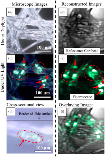 Figure 8. Multimodal imaging on lens-cleaning tissues with fluorescent microspheres. Microscopy images of the fibrous network with microspheres under (a) daylight and (b) UV light. The clusters of microspheres were indicated within the dotted circle and individual microspheres were indicated with arrows. (c) Microscopic cross-sectional view of the sample. Reconstructed images using (d) reflectance confocal imaging and (e) fluorescence imaging (pseudo-coloured), along with the (f) overlay image showing the location of the microspheres.
