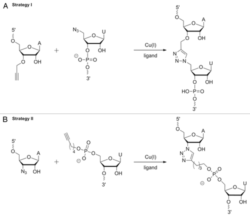 Figure 5. Strategies for Click ligation: (A) Click reaction of 3′-terminal 3′-alkyne with 5′-terminal azide resulting in 1,4-dimethylen tetrazol moiety; (B) Click reaction of 3′-terminal azide with 5′-terminal alkyne resulting in a more flexible tatrazol-linkage with n-butyl-bridge and phosphate moiety.