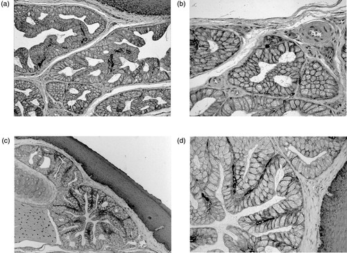 Figure 1. Histochemical demonstration of CA activity by Hansson’s method followed by counterstaining with toluidine blue. Anterior gland of quail tongue: (a) a dark staining, indicative of CA activity, is detectable in the secretory units as well as in capillary endothelia and basal cells of the stratified squamous epithelium and (b) at higher magnification, the reaction product is clearly recognizable at the basolateral borders of sparse secretory cells. Posterior gland of quail tongue: (c) the secretory mucous cells show marked deposits of the CA reaction product that, at higher magnification (d), appears to be strictly associated to the basolateral cell membranes. Staining is also present at the basal cell layer of the stratified squamous epithelium. Original magnification: 10× (a, c); 20× (b, d).