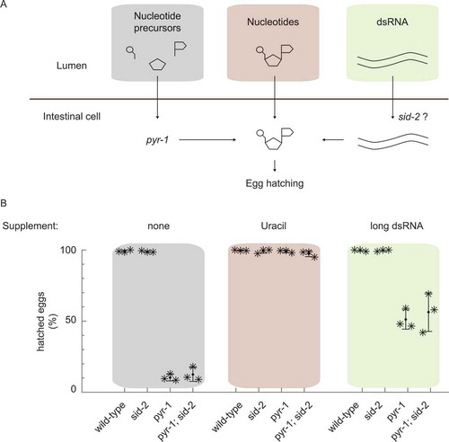 Figure 1. The dsRNA receptor SID-2 does not enhance dsRNA uptake for nutritional reasons