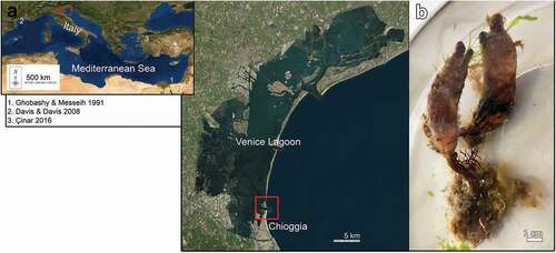 Figure 1. (a) Study area, boxes encircling the sampling site, previous occurrences of Styela clava in the Mediterranean Sea are numbered in temporal order; (b) alive specimens of S. clava collected in Lagoon of Venice.