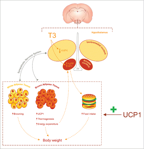 Figure 1. UCP1 is a key factor on central actions of T3. Central T3 inhibits AMP-activated protein kinase (AMPK) in the ventromedial nucleus of the hypothalamus; this modulates brown adipose tissue thermogenesis and browning of white adipose tissue. Moreover, T3 increases food intake through an elevation of the agouti-related peptide (AgRP) and neuropeptide Y (NPY) expression in the arcuate nucleus. All this actions are dependent of UCP1 expression in brown fat and therefore absent in Ucp1 null mice. 3V: third ventricle.