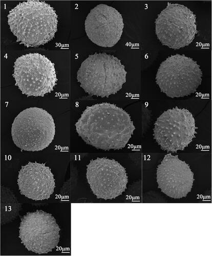 Plate 2. Scanning Electron Microscope photographs in equatorial view of 13 taxa of Lonicera.(1) Lonicera maackii, (2) Lonicera ferdinandi, (3) Lonicera korolkowi, (4) Lonicera tatarica, (5) Lonicera ruprechtiana, (6) Lonicera chrysantha, (7) Lonicera tatarinowii, (8) Lonicera edulis, (9) Lonicera korolkow × Lonicera maackii, (10) Lonicera korolkow × Lonicera tatarica No. 1, (11) Lonicera korolkow × Lonicera tatarica No. 2, (12) Lonicera korolkow × Lonicera tatarica No. 4, (13) Lonicera korolkow × Lonicera tatarica No. 8.