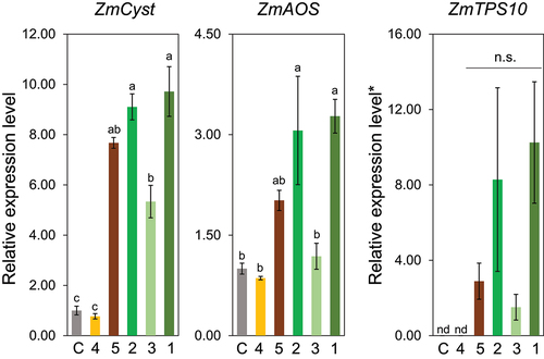 Figure 3. Effect of the structure of the polar group in compounds having (Z)-3-hexene backbone (compounds 1 to 5) on the expression levels of ZmCyst, ZmAOS, and ZmTPS10. Values represent means ± SEM (n=4). Different letters indicate significant difference (P<0.05, one-way ANOVA followed by Tukey’s test).