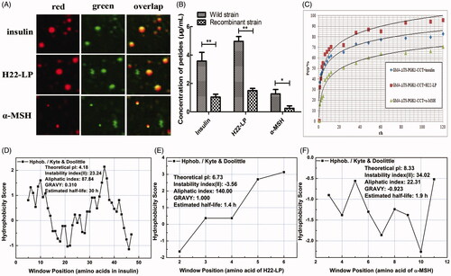 Figure 4. Effects of the exogenous polypeptide drugs transfected into the recombinant strains. (A) Analysis of the location of FITC-F-insulin, FITC-F-H22-LP, and FITC-F-α-MSH by CLSM and staining the lipid droplets with the Nile Red dye. The red fluorescent channel, green fluorescent channel, and an overlap of the red and green fluorescent images are shown. (B) The polypeptide contents of the exogenous polypeptide in the cell by electrotransformation. *p ˂ .05 and **p ˂ .01 compared with the wild-type strains. (C) The relationship between drug release rate P(t) and the time when the recombinant strain carried different exogenous polypeptides in PBS buffer. (D, E, and F) are based on the amino acid sequence of the polypeptide. The ProtScale software was used to predict the hydrophobicity of insulin, H22-LP, and α-MSH, and then the Protparam software was used to predict the theoretical pI, instability index, aliphatic index, and GRAVY of the proteins for further verification.