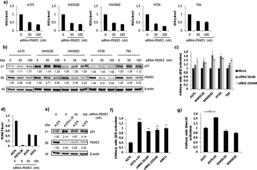 Figure 3. Knockdown and knockout of the expression of the regulator PSME3 promotes antigen presentation. The A375, WM3526, WM3682, HT29 and T84 cell lines were transfected with siRNA specific for PSME3 (50 and 100 nM) or siRNA negative control (0) for 48 h and then analyzed by RT-qPCR (a), Western blotting (b) and a T cell assay (c). (a) Experiments were performed in triplicate. Data are expressed as the mean ± SEM of three technical replicates. (b) Western blotting was performed to analyze and quantify PSME3 and p21 expression, and β-actin was used as a reference protein. The relative protein level is indicated below each gel. (c) Cell lines were transfected with the Glob-intron-SL8 construct (0.5 μg) and treated with different concentrations of siRNA specific for PSME3 (0, 50 and 100 nM). After 48 h, the different cell lines were incubated with the B3Z T cell hybridoma for 16 h. The data show the average of at least three independent experiments ± SD minus the values from mock-transfected cells. (d) qPCR analysis of A375 cells transfected with siRNA specific for PSME3 (50 and 100 nM) was performed. The inhibition of PSME3 mRNA levels was quantified and normalized to β-actin mRNA levels. Experiments were performed in triplicate. Data are expressed as the mean ± SEM from three technical replicates. (e) Western blot analysis and quantification (relative to the housekeeping protein β-actin) of PSME3 and p21 expression. Protein levels are indicated below each gel. (f) The A375cXI and A375 cell lines were both transfected with the Glob-intron-SL8 construct (0.5 μg) for 48 h, and PSME3-siRNA (50 or 100 nM) was only added to A375 cells. The cells were incubated with the B3Z T cell hybridoma for 16 h. The data show the average of at least three independent experiments ± SD minus the values from mock-transfected cells. *** p <.001, ** p <.01 (unpaired t-test). (g) The A375, A375cXI, WM3526 and WM3682 cell lines were co-transfected with the Glob-intron-SL8 (0.5 μg) and the H2-Kd (0.5 μg) constructs for 48 h. The different cell types were then incubated with the Busa14 T cell hybridoma for 16 h. The data show the average of at least three independent experiments ± SD minus the values from mock-transfected cells. ** p <.01 (unpaired t-test). Note that panel C refers to the experiment shown in panels A and B, while panel F refers to the experiment of panel E. Differences in the magnitude of B3Z activation correlate with the extent of PSME3 reduction obtained by siRNA in the different experiments.