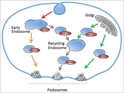 Figure 1. RAB-dependent trafficking of MT1-MMP in macrophages. Exocytic pathways (green arrows) for newly synthesized MT1-MMP are regulated by RAB8a and can proceed through exocytic vesicles or recycling endosomes. MT1-MMP is endocytosed from the cell surface by a RAB5a-dependent pathway (red arrow). Recycling back to the cell surface, including podosomes, can proceed by fast (orange arrows) and slow (gray arrows) recycling pathways, regulated by RAB14 and RAB22a, respectively. RAB8a, RAB14 and RAB22a thus drive surface exposure of MT1-MMP and subsequent matrix degradation, whereas RAB5a controls recovery of MT1-MMP. Model modified from.Citation25