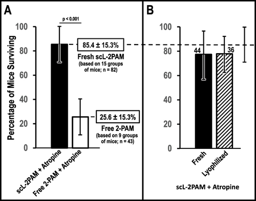 Figure 7 Demonstration of superiority of scL-2PAM plus atropine over free 2-PAM plus atropine in rescuing mice from otherwise-lethal exposures to paraoxon. (A) Mice were administered paraoxon at 4x LD50, and ~1 minute later, the indicated countermeasures were given IP. The dose of 2-PAM was 25 mg/kg for both 2-PAM formulations, and both were given in conjunction with atropine (1.1 mg/kg). Atropine alone was ineffective at rescuing any mice from death. The bar graph represents weighted means (numbers of mice indicated), and the error bars represent weighted standard deviations. The difference between scL-2PAM plus atropine and free 2-PAM plus atropine was highly statistically significant (p <0.001). (B) Comparison of the ability of freshly prepared or reconstituted scL-2PAM given in conjunction with of atropine (1.1 mg/kg) for their ability to rescue mice from otherwise-lethal exposures of paraoxon. Mice were exposed to paraoxon at 4x LD50 and at ~1 minute administered an IP injection of 25 mg/kg scL-2PAM (either fresh or lyophilized and reconstituted) together atropine at 1.1 mg/kg. Equivalent survival rates were observed for fresh scL-2PAM (n=44) and lyophilized/reconstituted scL-2PAM (n=36). Lyophilized scL-2PAM had been stored under refrigeration (+2°C to +8°C) for 1 week prior to reconstitution and assessment of its efficacy in rescuing mice. Data are expressed as the weighted mean survival rates with error bars representing weighted standard deviations.