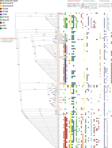 Figure 2 Phylogenetic tree of 103 MRSA isolates.Notes: A maximum likelihood phylogeny was used of every MRSA isolate. Strain names are color-coded based on the hospital: blue is hospital 1, black is hospital 2 and red is hospital 3. The main molecular types are shown in various colors as shown in the legend. The inner bar indicates the main SCCmecA and the outer bar indicates the main spa types. Main STs are indicated by the middle bar.Abbreviations: MRSA, methicillin-resistant Staphylococcus aureus; SCCmec, staphylococcal chromosomal cassette mec; ST, sequence type.