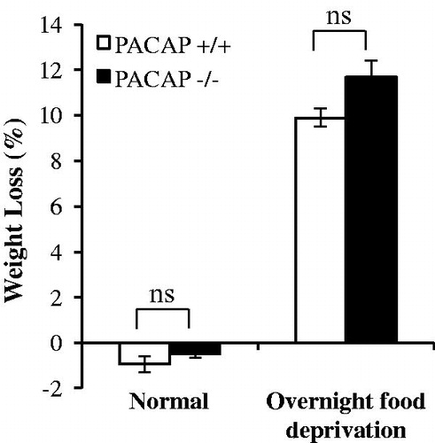 Figure 4. Weight loss after 24-h food deprivation. Animals were housed in normal cages supplied with food or from which food was removed for a 24-h period. There is no significant difference in weight loss due to fasting, between wild-type mice and PACAP-deficient mice. Results are expressed as mean ± SEM (n = 4–10 per group). Two-way ANOVA followed by Bonferroni’s post hoc test, ns, not significant. Initial body weights for wild-type mice 24.13 ± 0.91 g (mean ± SEM, n = 14); for PACAP-deficient mice 24.61 ± 0.43 (mean ± SEM, n = 13).