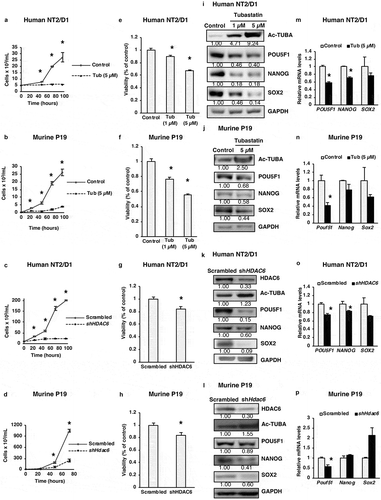 Figure 1. HDAC6 inhibition or KD inhibits the proliferation of cancer stem cells. (a and b) NT2/D1 and P19 tubastatin A-treated cells were stained with trypan blue and counted to determine the number of viable cells after 48, 72 and 96 h treatment. (c and d) NT2/D1 and P19 HDAC6 KD cells were stained with trypan blue and counted to determine the number of viable cells after 48, 72 and 96 h transfection. (e and f) NT2/D1 and P19 tubastatin A-treated cells were stained with MTS reagent and the percentage of proliferation was determined after 24 h. (g and h) NT2/D1 and P19 HDAC6 KD cells were stained with MTS reagent (24 h) for proliferation evaluation. (i and m) NT2/D1, tubastatin A-treated cells were subjected to (i) WB and (m) qRT-PCR analysis for pluripotency factors (i.e., POUF51/Oct4, NANOG, SOX2). The numbers below the blots correspond to densitometry quantification of blots normalized to the loading control. (j and n) P19 tubastatin A-treated cells were subjected to (j) WB and (n) qRT-PCR analysis for pluripotency factors (i.e. Pouf51/Oct4, Nanog, Sox2). (k and o) NT2/D1 HDAC6 KD cells were subjected to (k) WB and (o) qRT-PCR analysis for pluripotency factors (POUF51, NANOG, SOX2). (l and p) NT2/D1 HDAC6 KD cells were subjected to (l) WB and (p) qRT-PCR analysis for pluripotency factors (POUF51, NANOG, SOX2). Statistical analysis was performed with two-tailed, Student’s t-test with 95% confidence interval; *P-values = 0.05 obtained by comparing the respective data with the untreated or scrambled control. MFI, mean fluorescence intensity.