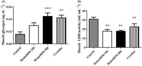 Figure 6. Effect of HemoHIM on (A) glycogen content and (B) LDH activity in muscle after exercise challenge. Data are expressed as mean ± SEM. Comparison was made between control and HemoHIM groups. Significant difference from control group (**p < 0.01, ***p < 0.001).