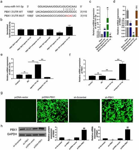 Figure 4. miR-141-3p regulated MCAO-induced brain injury and NSCs apoptosis via targeting PBX1 in vitro .