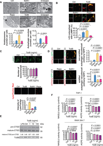 Figure 2. Impairment of autophagic flux and lysosome acidification by TcdB in macrophages. (A) Ultrastructural alterations induced by TcdB (10 ng/ml, 6 h) in PMA-differentiated THP-1 cells were visualized by TEM. The typical images of autolysosomes (arrow) and autophagosomes enclosing intact undigested cargo (arrowhead) are shown at higher magnification. Scale bar: 2 µm (Enlarged; Scale bar: 200 nm) (n = 3 for each treatment; 10 fields for each biological replicate were used for quantification). (B) Autophagosome-lysosome fusion was assessed by measuring the colocalization of LC3-positive autophagosomes with LAMP1-positive lysosomes in PMA-differentiated THP-1 cells. TcdB (10 ng/ml, 6 h) induced autophagosome-lysosome fusion to an extent similar to that of rapamycin (500 nM, 6 h), a drug for inducing autophagy with unimpeded flux. Scale bar: 5 µm (C) TcdB (10 ng/ml, 6 h) reduced the intensity of LysoTracker Red without affecting total lysosome number as stained by immunofluorescence for LAMP1. A total of 50 cells from each group were randomly selected for quantification by the ImageJ software. Scale bar: 5 µm (D) TcdB-induced impairment of lysosome/autolysosome acidification in PMA-differentiated THP-1 cells was confirmed by mCherry-GFP-LC3 assay. Acidified (digestive) and non-acidified (non-digestive) LC3-positive autophagosomes were visualized under a confocal microscope. Bafilomycin A1 (BafA1; 200 μM, 6 h) was used as a control to impair lysosome acidification and autophagic flux. A total of 20 cells from each group were randomly selected for quantification by the ImageJ software. Scale bar: 5 µm (E) Effects of TcdB (6 h) at the indicated concentrations on the proteolytic cleavage of pro-CTSD into the mature form in PMA-differentiated THP-1 cells. LPS did not affect the proteolytic cleavage. Scale bar: 5 µm (F) TcdB (6 h) at the indicated concentrations reduced the activities of two classical lysosomal enzymes – ACP2 and NAGLU in human and murine macrophages. Results are expressed as mean ± S.E.M. from three independent experiments.