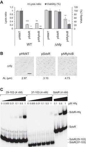 Figure 10. Hfq dependency of SdsR-driven phenotypic changes. (a) Lysis ratio and viability of SdsR– or ARyhcB-expressing Δhfq cells were measured as in Figure 2(b). (b) Cell morphology and average cell length of SdsR – or ARyhcB-expressing Δhfq cells were analyzed as in Figure 2(c). AL, average length. Scale bar: 10 μm. (c) Electrophoretic mobility Shift Assay (EMSA) against Hfq and in-vitro synthesized SdsR or its derivatives, 29–103 and 37–103. 32P-labeled RNA (4 nM) was incubated with the indicated concentrations of Hfq.