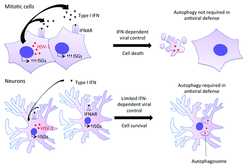 Figure 1. Mitotic cells and DRG neurons rely on different innate strategies to control HSV-1 replication. In mitotic cells such as mouse embryonic fibroblasts and keratinocytes, HSV-1 infection induces a robust type I IFN response. Type I IFN induces vigorous upregulation of ISGs, which provide protection against HSV-1 infection in part by inducing death of infected cells. Autophagy is not required in this context. In neurons, HSV-1 infection results in limited type I IFN production. Moreover, exposure to exogenous type I IFN induces a limited upregulation of certain ISGs. This altered type I IFN response is not sufficient to induce either cell death or complete protection against HSV-1 infection. Within neurons, both type I IFN and autophagy contribute to innate control of HSV-1.