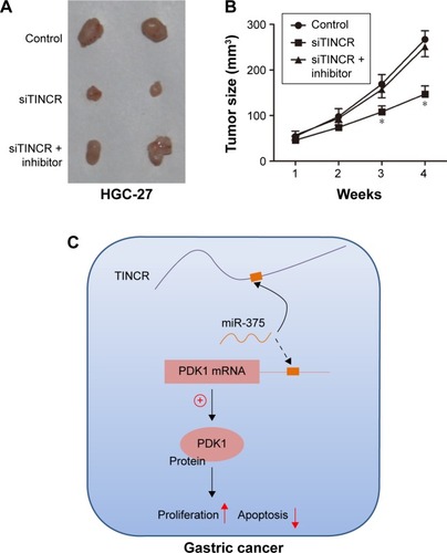 Figure 5 Tumor growth suppression was retarded with miR-375 downregulated in TINCR knockdown of gastric cancer cell xenografts.