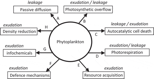 Fig. 6. Mechanisms affecting the release of dissolved organic matter (DOM) from phytoplankton cells via leakage and exudation. Leakage is passive loss, while exudation is the active transport of DOM to the environment outside the cell. A. Passive diffusion losses driven by the concentration gradient across the cell membrane and membrane permeability. B. Removal of excess carbon fixed during photosynthesis by photosynthetic overflow. C. Loss of cell membrane integrity during autocatalytic cell death. D. Loss of glycolate from the cell during photorespiration. E. Exudation of exoenzymes and siderophores used in the acquisition of nutrients. F. Exudation of compounds as chemical defense against predators or infectious agents. G. Exudation of molecules that carry information between organisms. H. Exudation of polymers which stick to the surface of the cell and reduce sinking rates by density reduction or increasing frictional resistance.