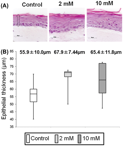 Fig. 4. Effect of XPP on epithelial regeneration in an in vitro 3D oral mucosa model (3DOMM).