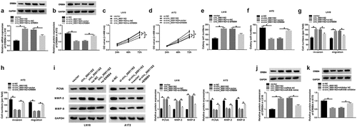 Figure 6. Circ_0001162 contributed to the glioma progression through the regulation of miR-936/ERBB4. (a–b) ERBB4 protein quantification by WB was carried out in LN18 cells with transfection of circ_0001162, circ_0001162+ si-ERBB4 or their controls (a) and A172 cells with transfection of si-circ_0001162, si-circ_0001162+ ERBB4 or respective controls (b). (c–f) The examination of cell proliferation using MTT (c–d) and colony formation via colony formation assay (e–f) was executed in the above groups. (g–h) Transwell assay was adopted for assessing migration and invasion. (i) The measurement of PCNA, MMP-3 and MMP-9 protein expression was completed via WB. (j–k) WB was exploited for estimating the effect of the circ_0001162/miR-936 axis on the ERBB4 protein level. *P < 0.05