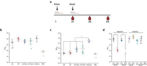 Figure 8. SARS-CoV-2 pseudovirus neutralization titers of mice immunized with IVX-411 in presence of various adjuvants with and without thermal treatment. (a) groups of mice (n = 8/group) were immunized with 0.2 mcg IVX-411 along with either 150 mcg AH, 150 mcg AP, 150 mcg AH + 30 mcg CpG, 150 mcg AP + 30 mcg CpG, or 1X AV. The vaccine formulations were either stored at (b) 4°C or (c) 37°C for 2 weeks prior to immunization and Day 35 neutralization titers were measured. (d) NT50 values derived using SARS-CoV-2 (D614G B.1, 20A) and sera from the AP and AV formulations at days 35 and 65 were compared after storage at 4°C and 37°C for 2 weeks. Mice were boosted on Day 21 and sera collected on days 35 and 65. Asterisks indicates a statistically significant difference by Kruskal-Wallis analysis using Dunn’s multiple comparisons test (*p < .03). The diagram in (a) was created using BioRender.com.