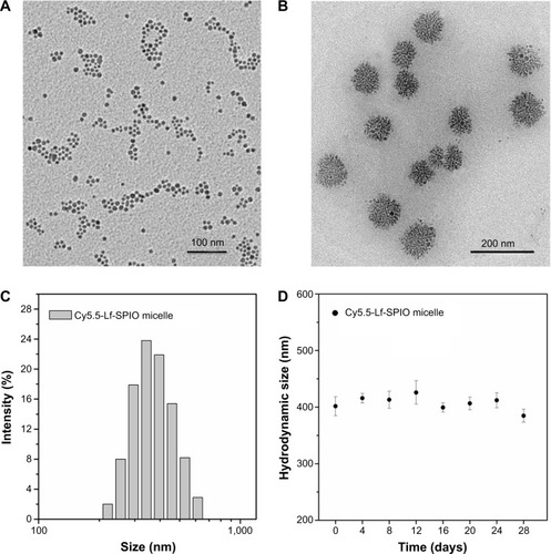 Figure 2 Morphology and size distribution of the materials.Notes: (A) TEM image of SPIO. (B) TEM image of Cy5.5-Lf-SPIO micelles. (C) Hydrodynamic size distribution of Cy5.5-Lf-SPIO micelles at 25°C. (D) Long-term stability based on hydrodynamic size change in phosphate-buffered saline over time at room temperature.Abbreviations: TEM, transmission electron microscopy; Lf, lactoferrin; SPIO, superparamagnetic iron oxide.