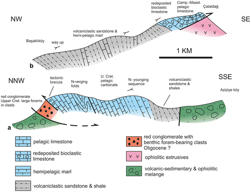 Figure 25. Cross-sections of Eurasian margin-derived sedimentary rocks that were emplaced over the oceanic rocks of the suture zone. (a) Volcaniclastic sandstones and shales passing upwards into a thick, folded sequence of Upper Cretaceous pelagic carbonates. Way-up and structural evidence suggest that this sequence forms the upper limb of a large-scale ~N-facing recumbent syncline, consistent with ~N-directed thrusting. In the NW, the sequence is thrust over red conglomerates (Oligocene?), with derived clasts of Late Cretaceous limestone. The red conglomerates are, in turn, thrust over the volcanic-sedimentary and ophiolitic melange. Şahvalet area, near Aziziye; see Figure 5); (b) Upper Cretaceous volcaniclastic turbidites passing upwards into Upper Cretaceous redeposited carbonates (above a minor shear zone), which are thrust over basaltic extrusives of the Karadağ ophiolite; N margin of Karadağ massif; see Figure 17.