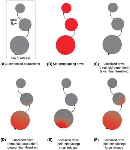 Figure 5.  Geographic impacts of different gene drive types. (A) A depiction of the gene flow from a site of release through three interconnected geographic populations. (B) A self-propagating gene drive. (C) A threshold-dependent drive released at a frequency below the threshold. (D) A threshold-dependent drive released at a frequency above the threshold. (E) A self-exhausting drive released at comparatively low frequency. (F) A self-exhausting drive released at higher frequency. All depictions are approximate as exact values depend on drive efficiency, fitness cost, and other parameters.