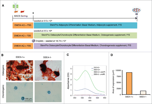 Figure 7. Differentiation of magnetic sorted SSEA-1+ and SSEA-1neg D1 porcine embryonic fibroblasts (pEFSs) reveals enhanced differentiation into osteocytes and chondrocytes for SSEA-1+ populations. (A) Schematic representation of differentiation into mesenchymal cell lineages. (B) Both SSEA-1+ and SSEA-1neg cell fractions could undergo osteogenic and chrondrogenic differentiation following differentiation for 28 d. (C) Quantification of osteogenic differentiation was performed by reading absorbance levels of Alizarin red and revealed a higher propensity of differentiation in the SSEA-1+ cell fraction compared with the SSEA-1neg cell fraction. (D) Quantitative analyses of Alcian Blue revealed SSEA-1+ cells differentiated more proficiently than SSEA-1neg cells.