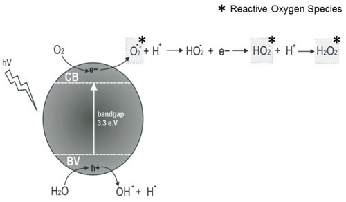Figure 1 Formation of reactive oxygen species by ZnO NPs.