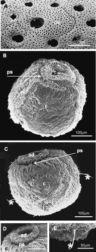 Figure 1 Scanning electron microscopy photographs.A, surface view of a portion of an adult colony of Myriapora truncata, showing some normal (male or sterile) autozooids and an ovicellate one, with a larger opercular opening; B, latero‐aboral view of a larva of M. truncata; C, larva with two ciliary tufts (asterisks) in the coronal region; D, detail of the aboral region of the larva; at the centre of the apical disc is an invagination that corresponds to the neural plate. The metachronal waves of the coronal cilia are organised in a radial pattern; E, detail of a ciliary tuft (asterisk) in the coronal region. ad, apical disc; c, ciliated corona; ov, ovicell; ps, pallial sinus.