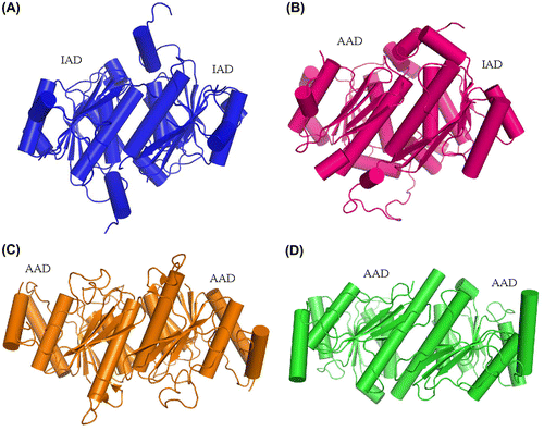 Fig. 9. Comparison of the dimerization pattern of human ubiquitin E1 IAD with Its homologs in yeast uba1 and non-canonical E1s.Notes: (A) Cartoon diagram of human E1 IAD dimer in the same crystallographic asymmetric unit. (B) Pseudo-symmetrical dimerization of S. cerevisiae Uba1 IAD and AAD (PDB ID: 3CMM). (C and D) Dimerization of the Atg7 and Uba5 AADs, respectively (PDB ID: 3VH1 and 3H8 V).