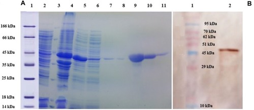 Figure 1 (A) SDS PAGE (12%) gel showing expression and purification of lysostaphin. Lane 1: molecular weight marker, Lane 2: uninduced cell extract, Lane 3: molecular weight marker, Lane 4: proteins from pellet after separation of readily soluble protein fraction, Lane 5: readily soluble protein extract (cytoplasmic cell proteins), Lane 6: flow through Ni-NTA agarose resin affinity chromatography, Lanes 7 and 8: Non-tagged proteins washed from affinity chromatography by 20 mM imidazole, Lanes 9–11: lysostaphin eluted by 250 mM imidazole. (B) Western Blotting analysis using anti-His-HRP conjugated antibody. Lane 1: molecular weight marker, Lane 2: lysostaphin.