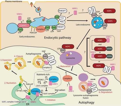 Figure 4. Autophagy and endocytic pathways that involve NRBF2. Autophagy: In nutrient-rich conditions, MTORC1 inhibits autophagy by phosphorylating the ULK1 complex and complex I-NRBF2 complex. Upon starvation, MTORC1 is inactivated, leading to the ULK1 complex activation that recruits complex I-NRBF2, which in turn produces PtdIns3P (1. Inititation). PtdIns3P recruits its effectors such as DFCPs and WIPIs at omegasomes that causes nucleation of phagophores (2. Nucleation). The phagophore expands (3. Expansion), then closes (4. Closure) to become an autophagosome. The autophagosome fuses with lysosomes to become an autolysosome (5. Maturation). The cargos are eventually degraded in the autolysosome (6. Degradation). As well as the initiation step, NRBF2 is also involved in the autophagy maturation step by associating with the MON1-CCZ1 complex. The NRBF2-MON1-CCZ1 facilitates the GEF activity of RAB7, which is involved in the maturation step. Circled P: phosphorylation; ?: the direct involvement of NRBF2 has not been confirmed. Endocytic pathway: During endocytosis, lipids and surface proteins including ligand-receptor complexes are internalized. The endocytosed vesicle first fuses with the early endosome marked by RAB5. The early endosome matures into the late endosome marked by RAB7, then the late endosome eventually fuses with lysosomes to degrade the endocytosed cargos. The early to late endosome transition is mediated by the MON1-CCZ1 complex. The CORVET and HOPS complexes facilitate the tethering of early endosomes and late endosomes, respectively. NRBF2 was found to interact with VPP33A, the common subunit between the CORVET and HOPS complexes. Also, NRBF2 is known to interact with the MON1-CCZ1 complex during autophagy and phagocytosis, but it remains to be seen whether this interaction also occurs in the endocytic pathway or not. The complex II-specific UVRAG subunit is also known to bind to the HOPS complex independently of complex II. It has been unclear whether the NRBF2 and UVRAG interactions with the HOPS complex are mutually exclusive or not