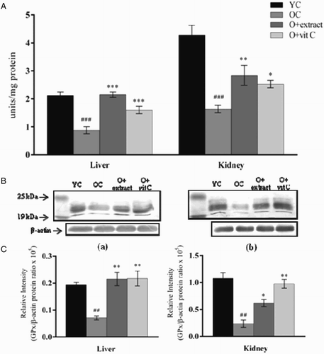 Figure 4 (A) Effect of P. fulgens extract on GPx activity in liver and kidney of 18-month-old mice. (B) Western blot analysis of GPx protein from (a) liver and (b) kidney of 2-month control group (YC), 18-month control group (OC) and 18-month-old mice treated with P. fulgens extract and vitamin C. (C) The relative intensity of the western blot determined by densitometric analysis (KDS-I software) after normalization to actin. Values are mean ± SD, n = 6, ###P < 0.001, ##P < 0.01 compared to 2-month control group (YC); **P < 0.01, ***P < 0.001 compared to 18-month control group (OC); vit C: vitamin C.