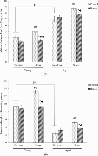 Figure 4. Effects of age, stress, and honey treatment on (A) MDA and (B) PCO levels. The values are expressed as mean ± S.E.M. Significant main effects of age (§§P < .01). Significant main effects of stress (#P < .05). Significant main effects of honey treatment (*P < .05). Significant difference between no stress and stress control (¤P < .05). Significant difference between stress control and stress treated with honey (♣P < .05, ♣♣P < .01).