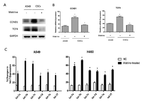 Figure 2. Matrine inhibits Wnt pathway and increases Let-7b expression in lung CSCs
