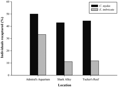 Figure 5. The percentage of tagged green (Chelonia mydas) and hawksbill (Eretmochelys imbricata) turtles that were recaptured during the present study.