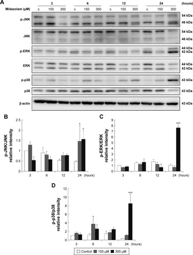 Figure 4 The involvement of MAPK pathways in midazolam-induced apoptosis in TM3 cells. TM3 cells were treated without or with different concentrations of midazolam (150 and 300 μM) for 3, 6, 12 and 24 hours. Phosphor-JNK (54/46 kDa), JNK, phosphor-ERK (44/42 kDa), ERK, phosphor-p38 (43 kDa) and p38 were detected by Western blot analysis (A). Immunoblot represents the observations from one single experiment repeated at least three times. The integrated optical densities (IOD) of phosphor-JNK (B), phosphor-ERK (C) and phosphor-p38 (D) proteins were normalized with β-actin (43 kDa) in each lane. Each data point represents the mean ± SEM of three separate experiments. * and *** indicate statistical difference compared to control equivalent to p<0.05 and p<0.005, respectively, (c = control).