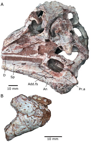 Figure 5. The holotype skull of Yechilacerta yingliangia gen. et sp. nov., YLSNHM01796 (A) in oblique ventral view to show the medial aspect of the right mandible, and (B) in ventral view to show the detached dentary symphysis and a fragment of premaxillary dentition. Abbreviations: Add.fs, adductor fossa; An, angular; D, dentary; Pr.a, prearticular; Sp, splenial.