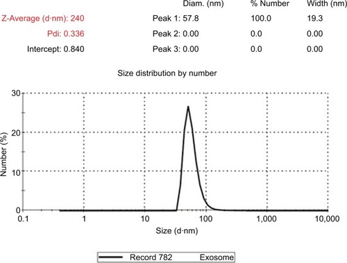 Figure 2 Size distribution of exosomes by volume as demonstrated by Zetasizer Nano ZS.