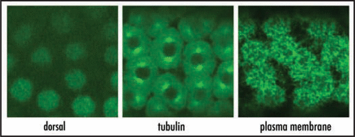 Figure 1 In the absence of plasma membrane boundaries between adjacent nuclei, cytoskeleton and plasma membrane are organized in a cell body like manner around individual nuclei (middle and right panel). Nuclei experience a different set of regulatory proteins, shown here in the nuclear gradient of the cell fate determinant, dorsal (left panel).
